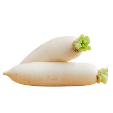 WHITE RADISH