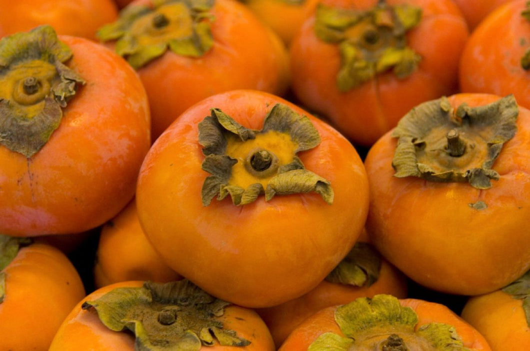 PERSIMMON