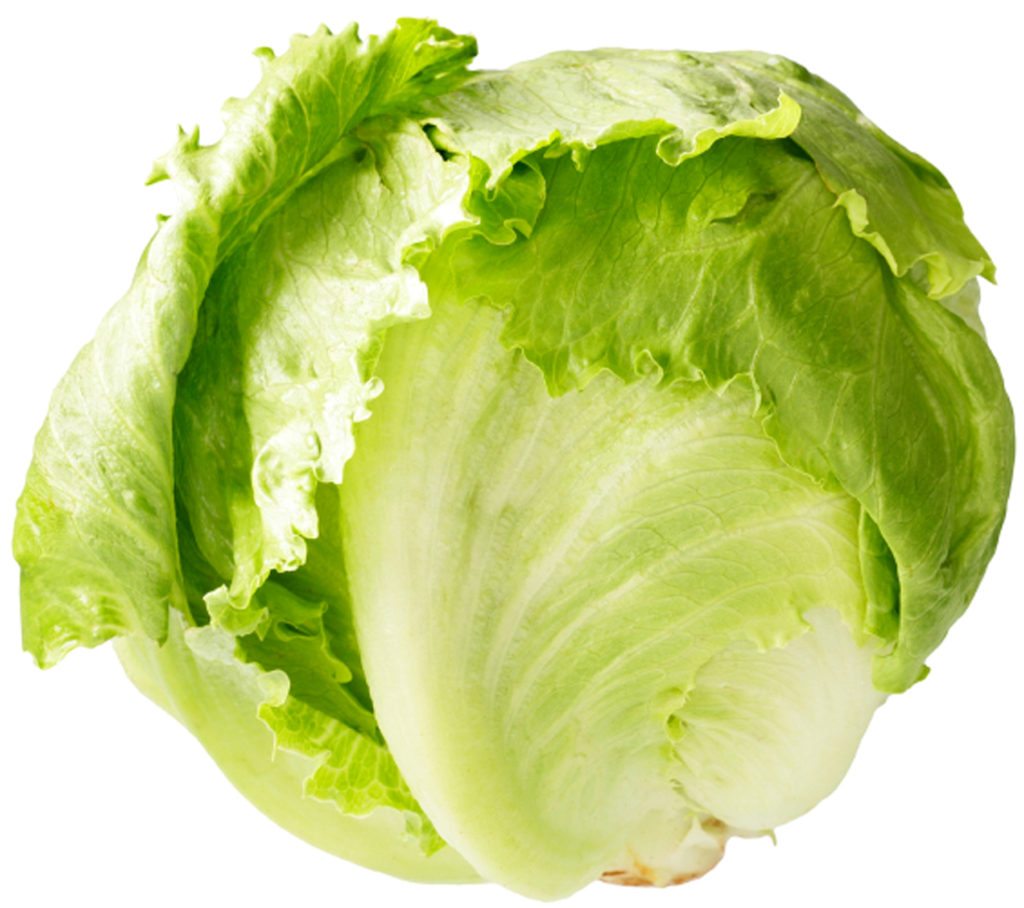 LETTUCE SIZE 24 (PACIFIC)