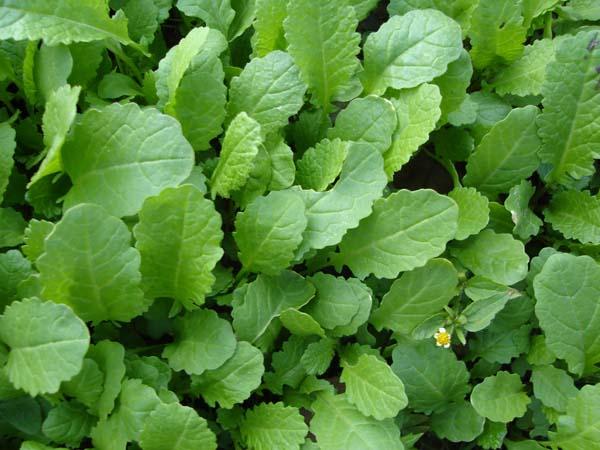 LOCAL SAAG