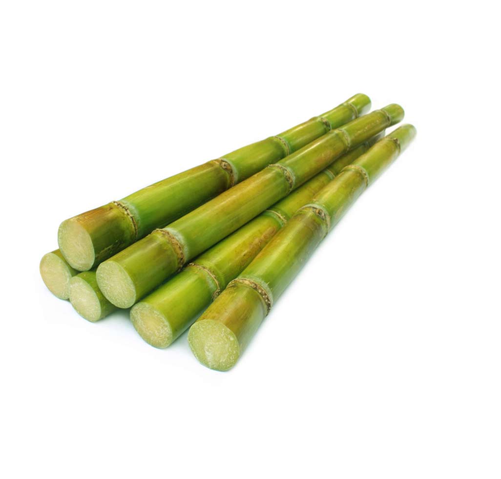 SUGARCANE